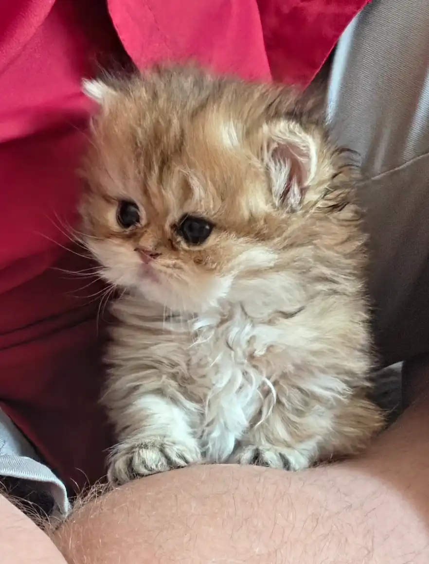 Fluffy Persian kitten cradled close
