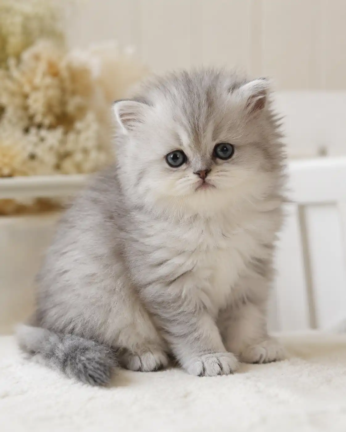 Doll-face Persian kitten
