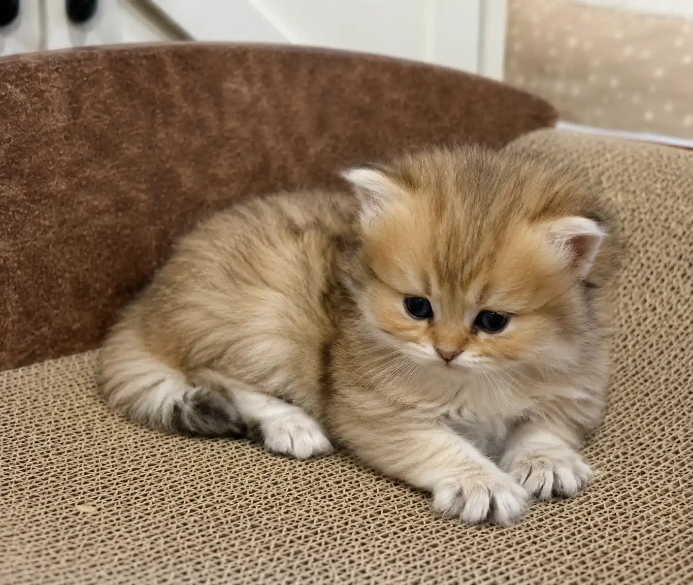 Doll-face Persian kitten