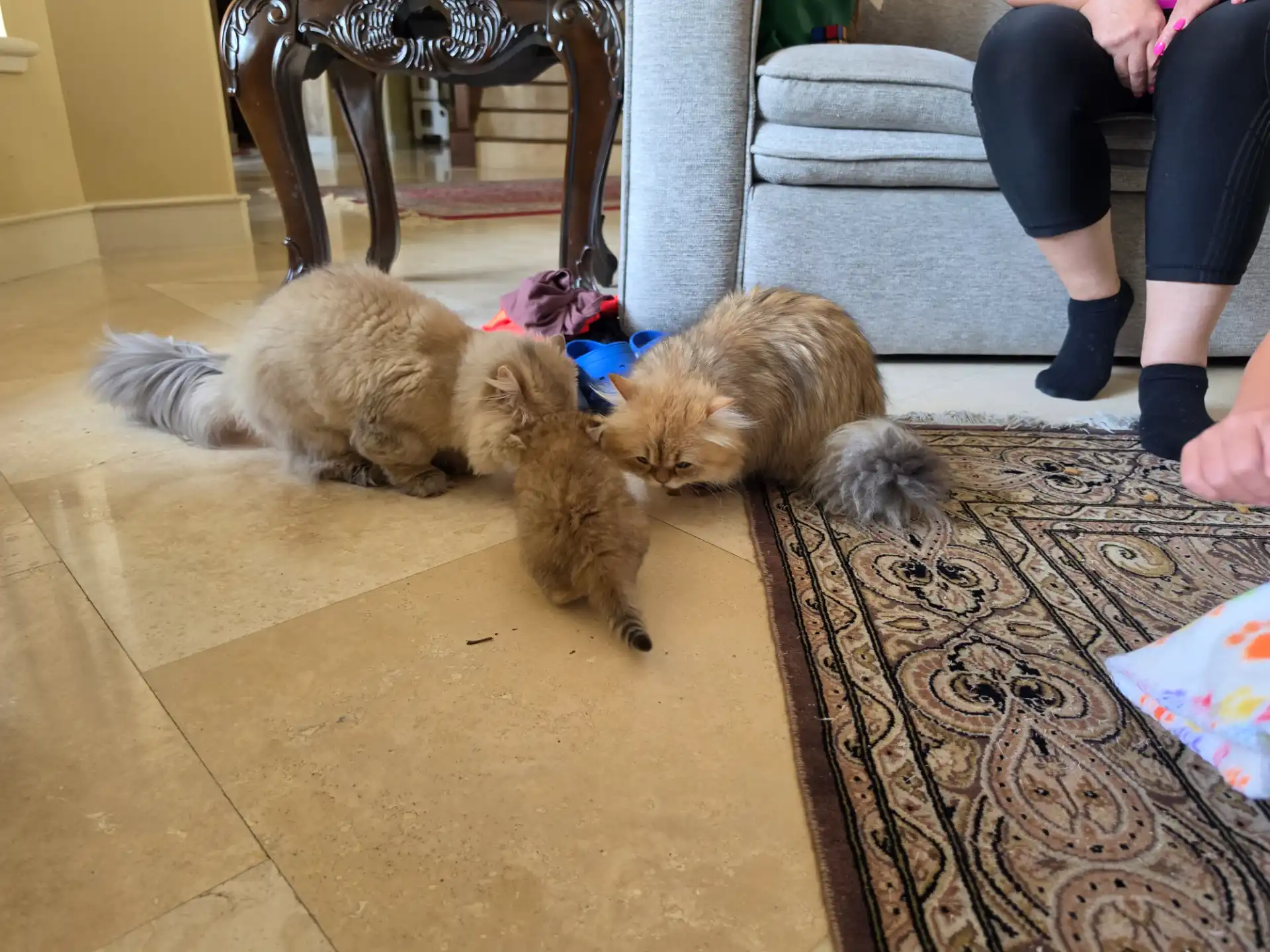 Persian cats playing with a kitten