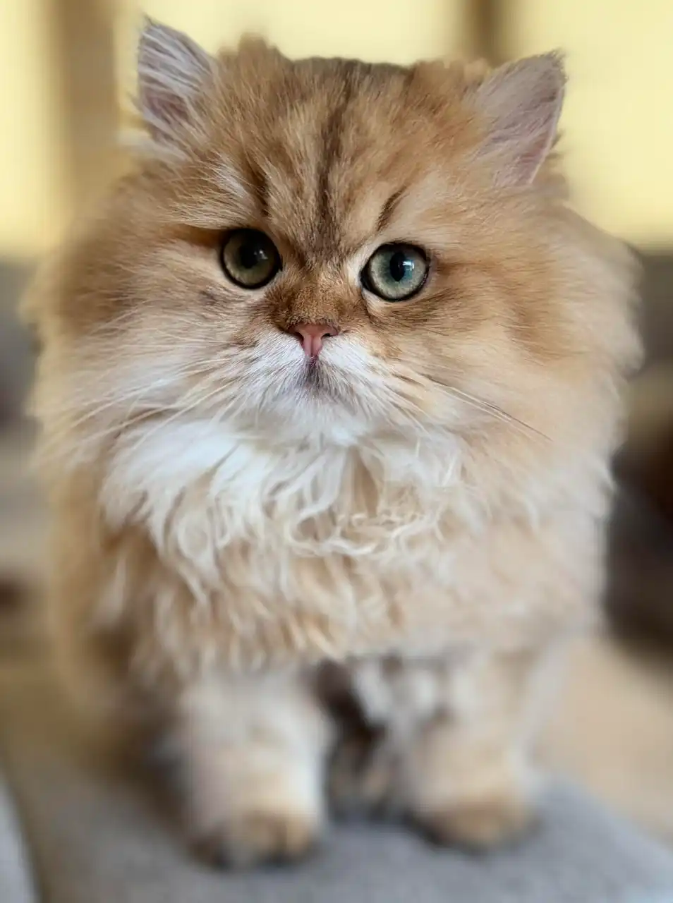 Fluffy doll-face Persian kitten